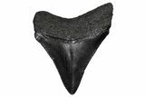 Juvenile Megalodon Tooth - South Carolina #340420-1